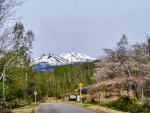 乗鞍と桜