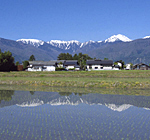 安曇野のわさび田