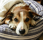 ペット（犬のみ）の同宿も可能